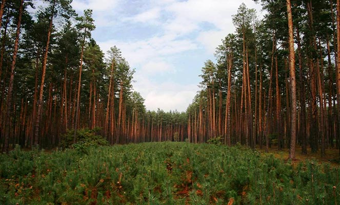 Использование земель лесного фонда