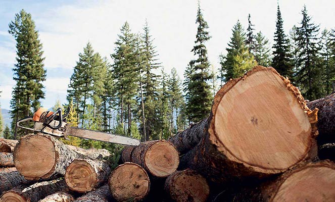 Заготовка древесины на землях лесного фонда